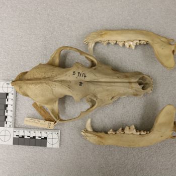 Media type: image;   Mammalogy BOM-9114 Description: Image of skeleton specimen - dorsal view. dorsal view of skull.;